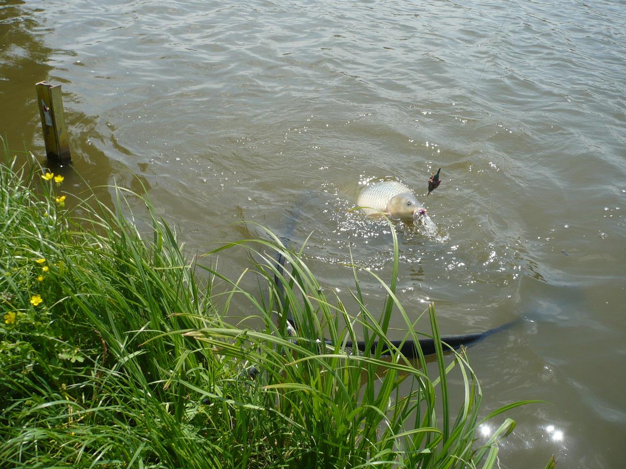 MV2 - 06.IUN.2014 - p1020445.JPG